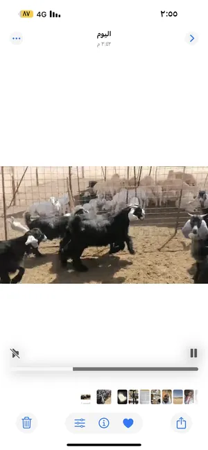 Sheep0