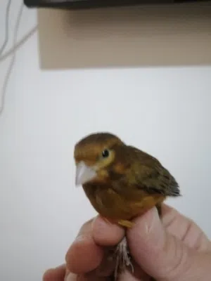 فحل كنار نحاسي نااااار عالطيره مباشره