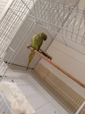 Indian ringneck for sell