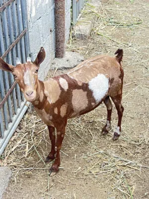 حلال صلالة عشار