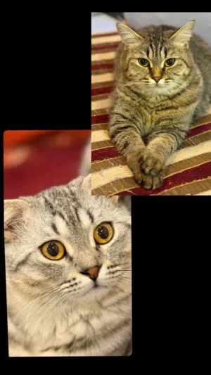 قطط للتبني ذكر و انثى من ام سكوتش واب امريكي