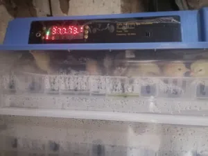 فقاسه بتسع128 بيضه اتوماتيك صلاة النبي شغاله 100بل 100 بتفقس فوق 95 بل ميه