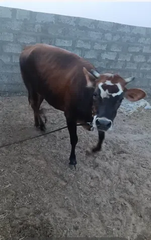 عجله بكر لها سنتين أضحية