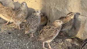 للبيع طيور سمان بالجملة