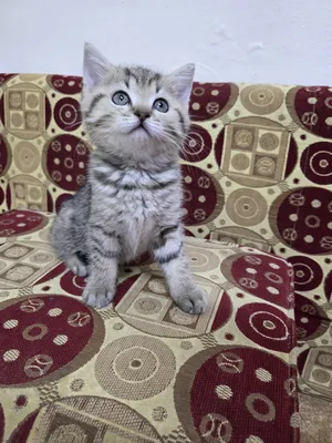 ‏سكوتش فولد‏0
