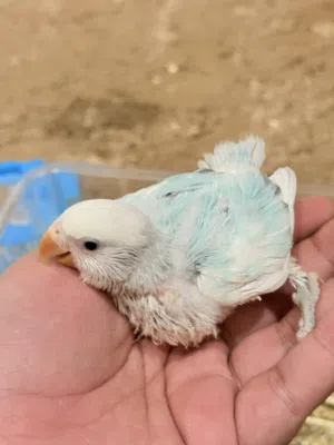 لوفبيرد نادره طفره