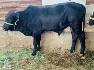 عجل سمين وحلو معلوف براسه سعره 2,500 الف مكاني بصره شط ألعرب الكباسي