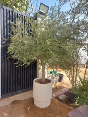 اشجار زيتون معمر زينه
