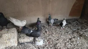 حمام للبيع شلعه وحده الزوج ب5   حمام للبيع شلعه وحده الزوج ب5