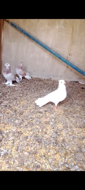 حمام للبيع ..........
