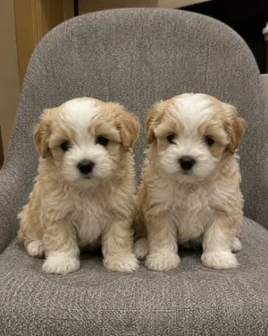 Maltipoo Puppy