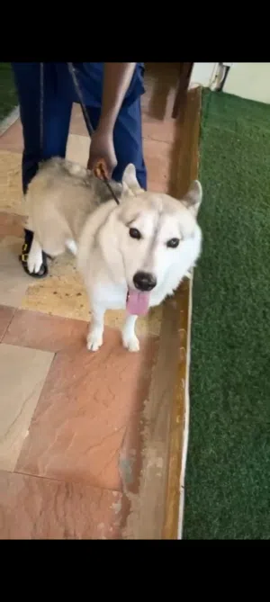 كلب هاسكى عمره سنه مطلوب 1500