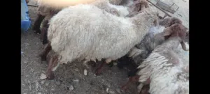 ذبايح عقائق ونذر ومناسبات فدوى
