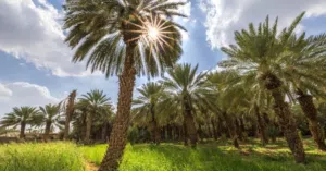 Farm Land for Rent in Muscat Amerat