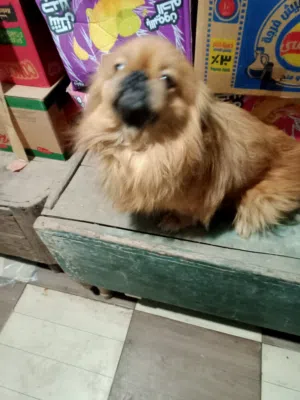 دكر بيكنواة عمرة 3سنوات