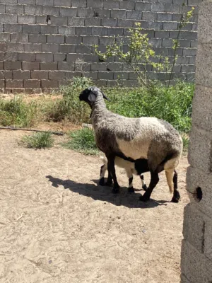 نعجه تحتها حوليه مشاء الله