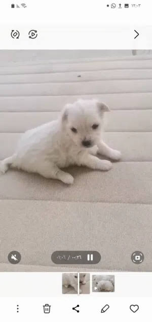 كلاب صغار للبيع