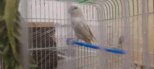 طير روز ابيض البينو ام فرخ  شغل