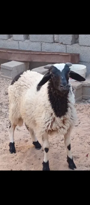 بسم الله ماشاء لا قوة الا بالله حولي عز من بيمقرس ولابيكسب حولي وطني درجة اولى العمر 5شهور للبيع