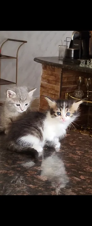 قطط شيرازي الام هيجن تركي والاب شيرازي عمرهم شهر واسبوع
