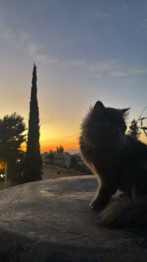 بسه عمره سنتين