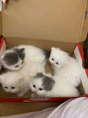 شيرازي شهر ونص