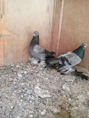حمام للبيع
