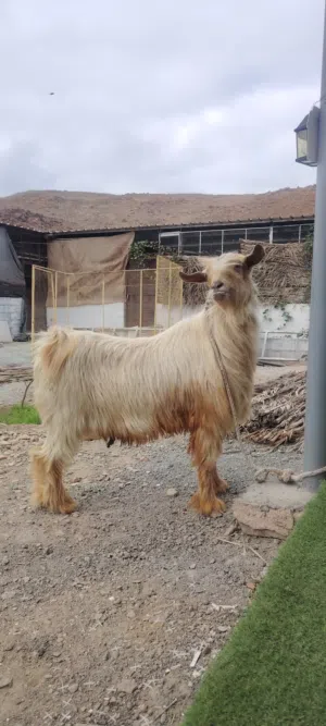 الموقع   بركه الموز