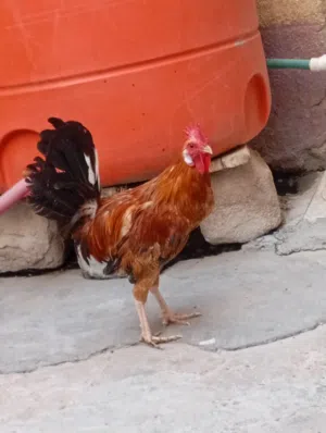 دجاجه عربيه وديك كويتي