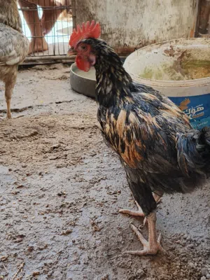 ديج عمر4اشهرمع دجاجه كافه للبيع السكن ابتنومه الشراي يجي خاص