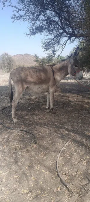 للبيع الحمار