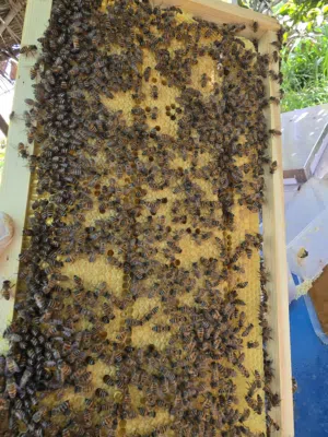 خلليا نحل للبيع