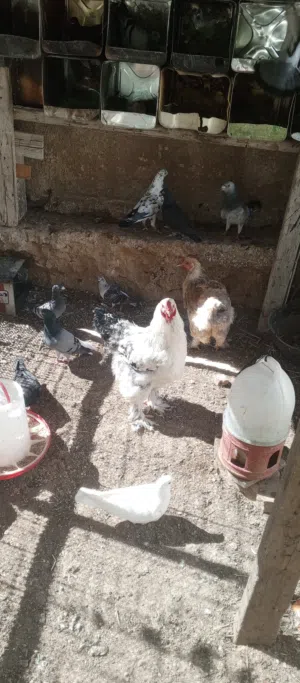 طقمين دجاج براهما ديكين واربع دجاجات للبيع بسعر ممتاز