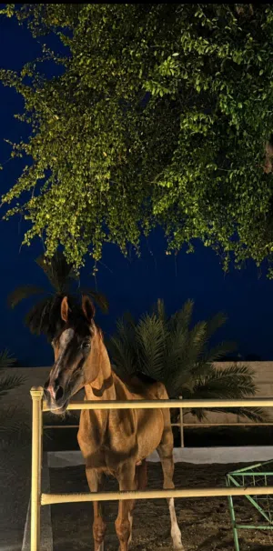 خيل للبيع ألون كميد