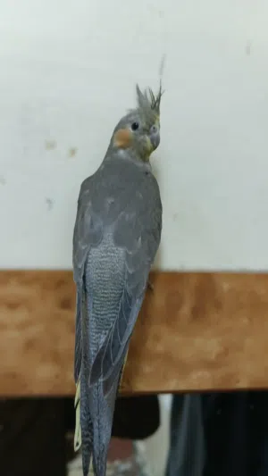 سلام عليكم قروان للبعي طير اليف