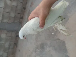 حمام زينة للبيع خش خاص ونساعدك
