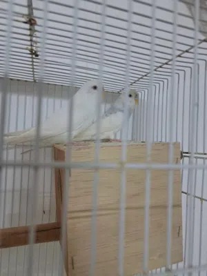 طيور بادجي للبيع شوف الوصف