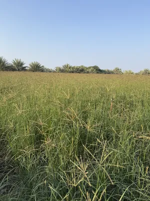‏طعام حيوانات ‏.‏ مواشي‏0