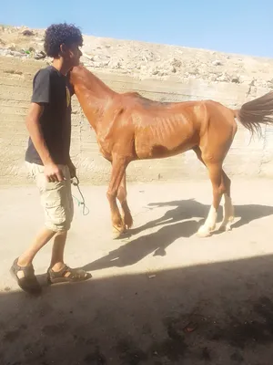 ‏خيل‏4