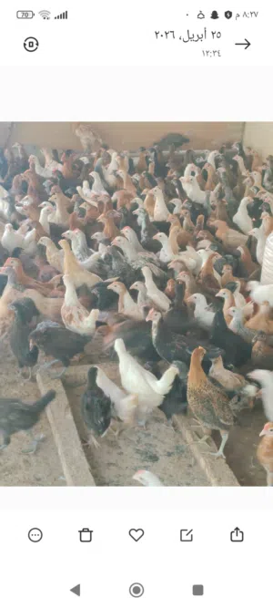 دجاج سعر الحبه ريال