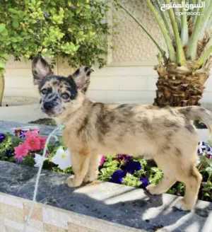 کلب بامرینن عمر 5اشهور