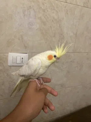 5طيور للبدل على جرو جولدن