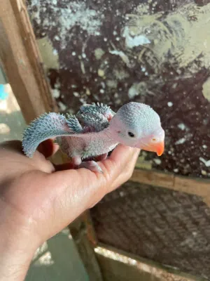 متوفر الآن فروخ ببغاء صغيرة للتربية والتألي