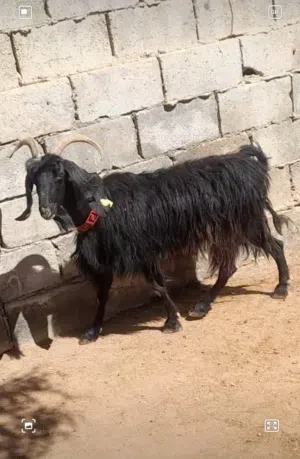 عقيقه ذبيحه نذر فدو عنز بلدي سن نظيف