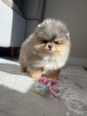 Fluffy Pomeranian Puppy
