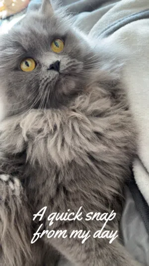 قطه شيرازيه عمرها سنه للبيع