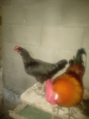 جاجه بلدي بياضه  وديك للبيع طولكرم