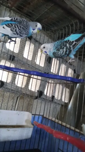 عصافير حب وجنة للبدل