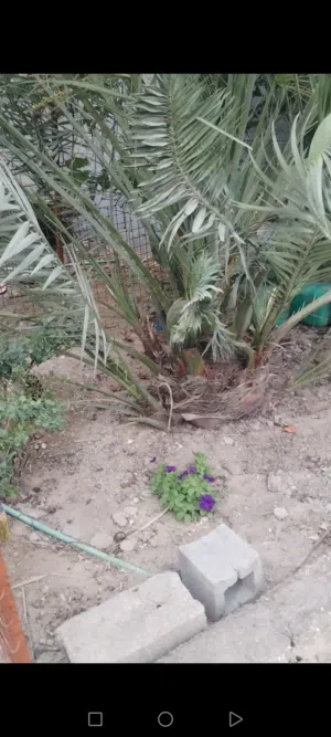 نخلة برحي عدد ثنين