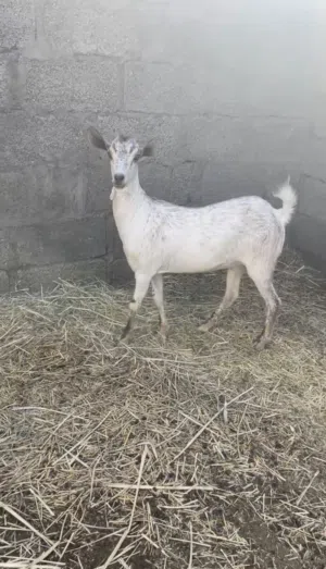 سخله من حلال صلاله